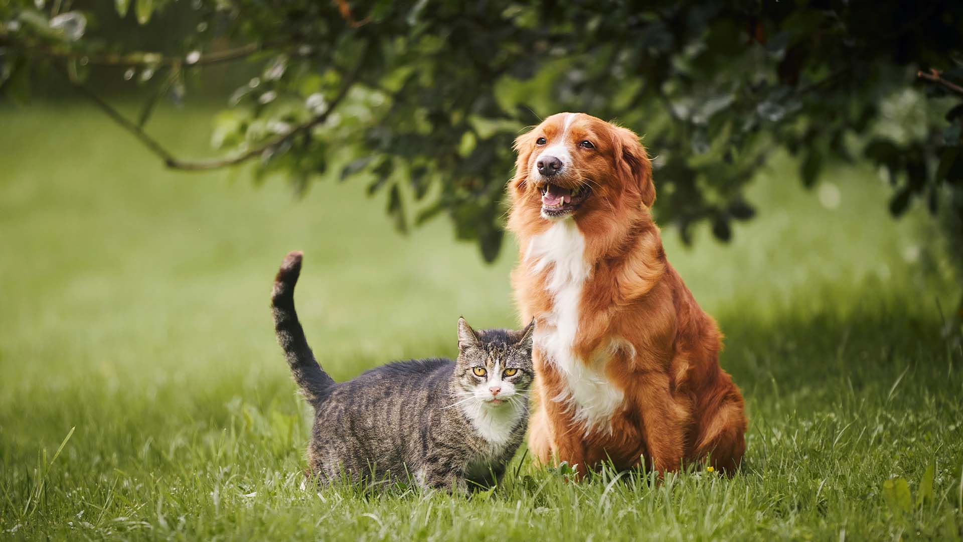 Petasure
