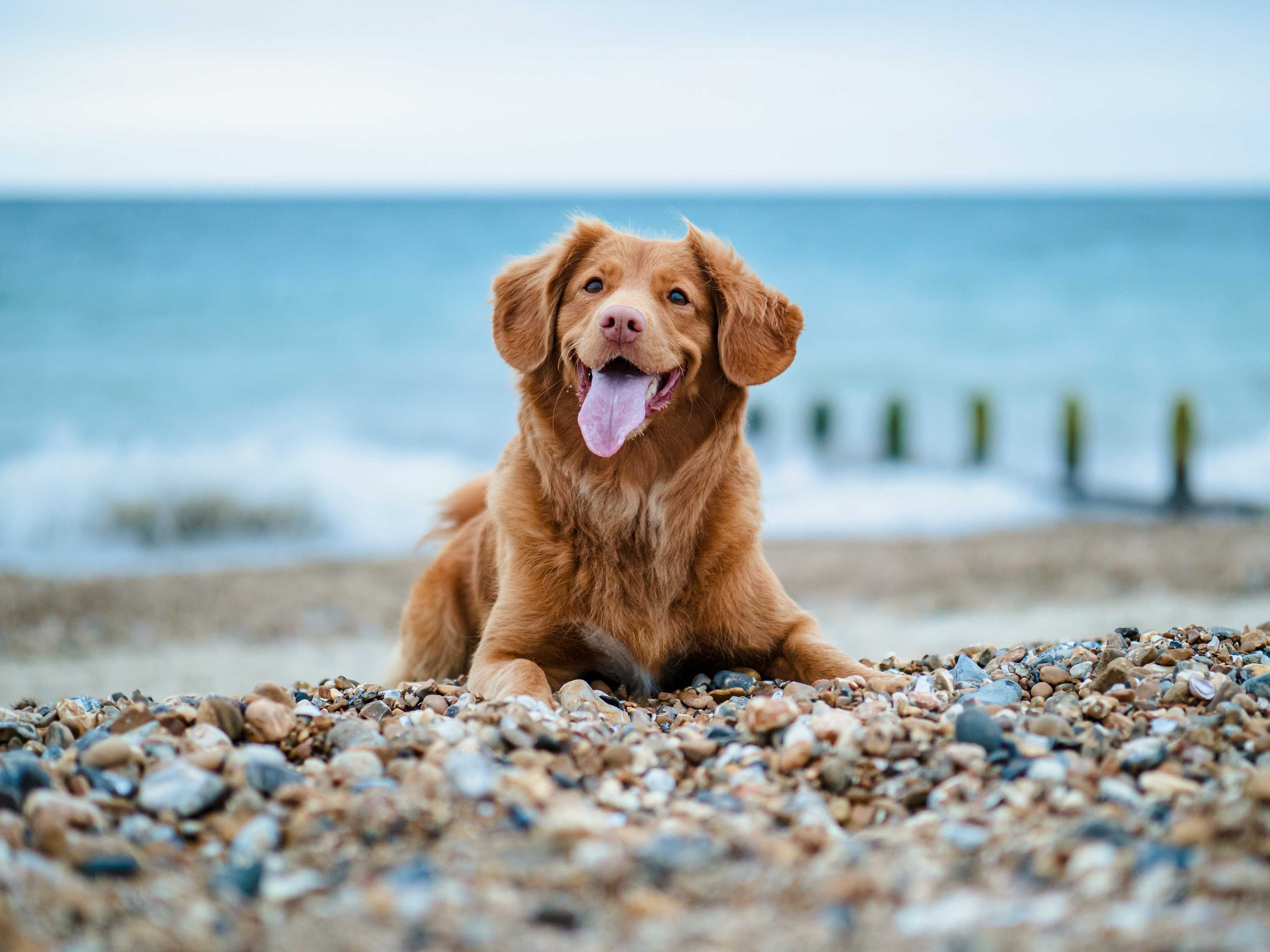 Why Microchips Are Failing Our Pets – And What We Can Do About It
